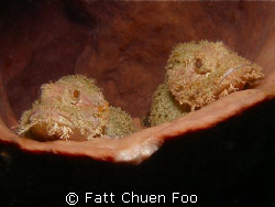 Seeing Double? Pair of Scorpionfish resting in a sponge, ... by Fatt Chuen Foo 